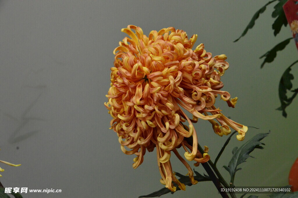 菊花  