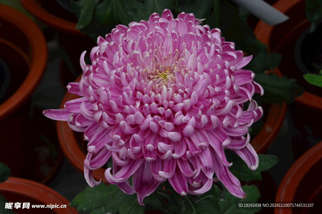 菊花 