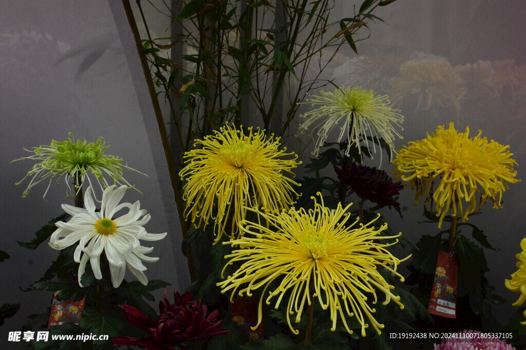 菊花 