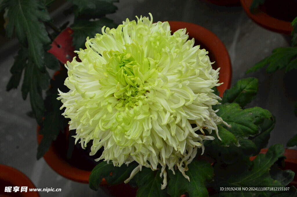 菊花  
