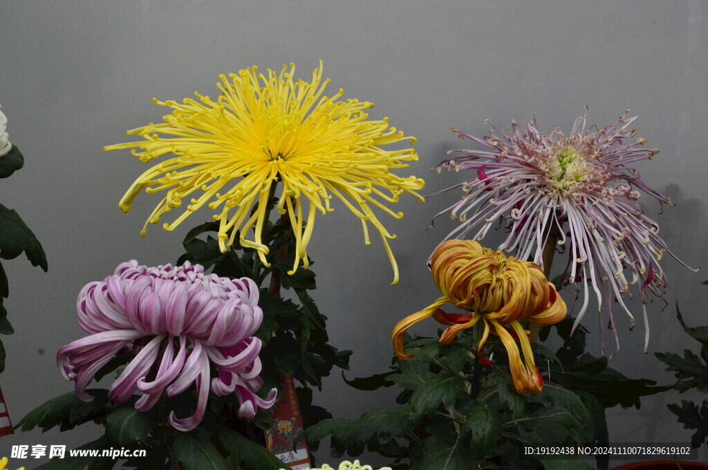 菊花 