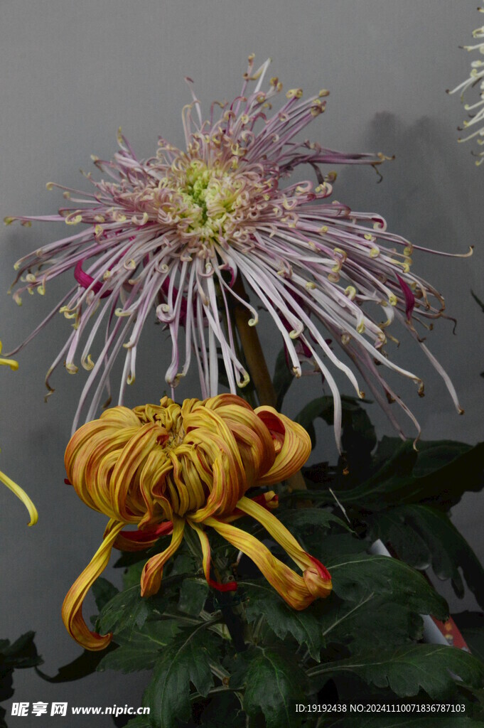 菊花  