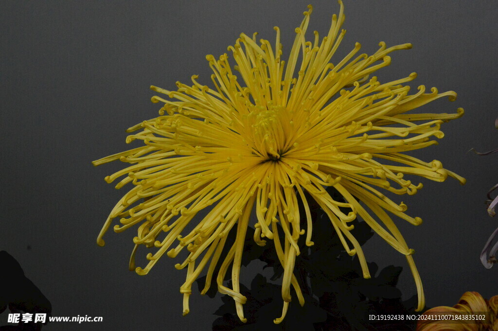 菊花  