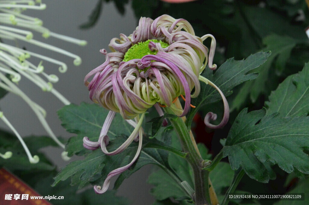 菊花  