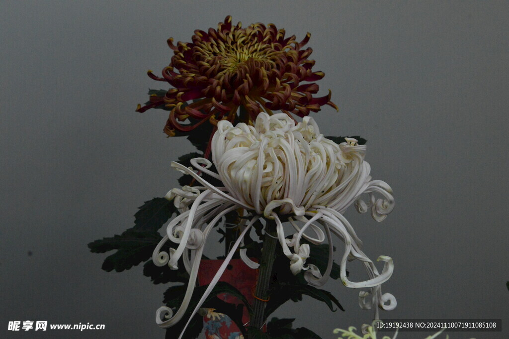 菊花  