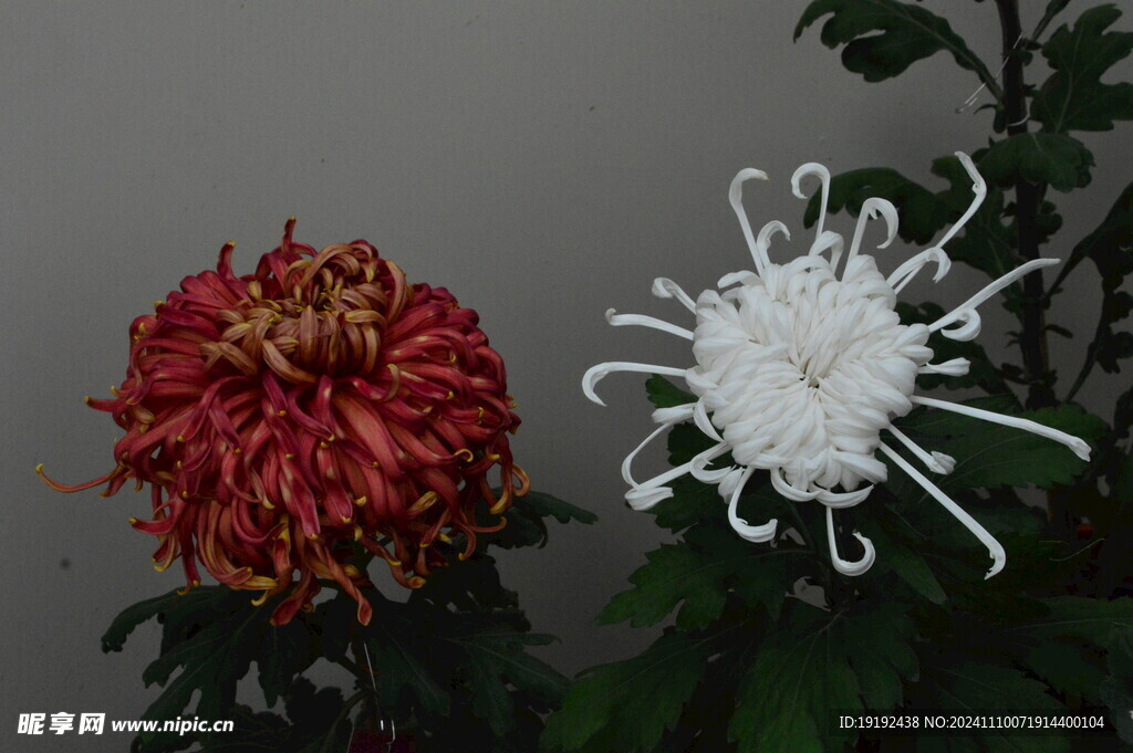 菊花  