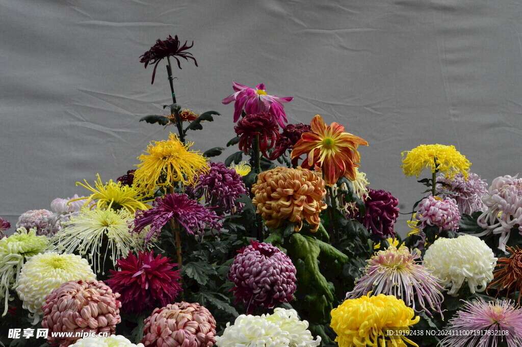 菊花  