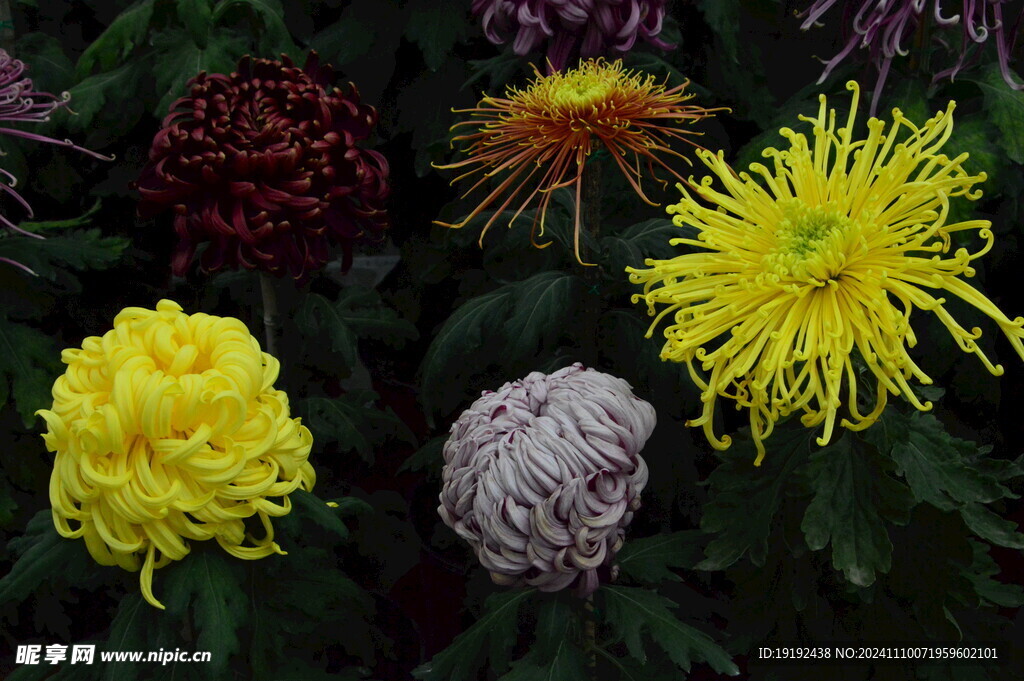 菊花 