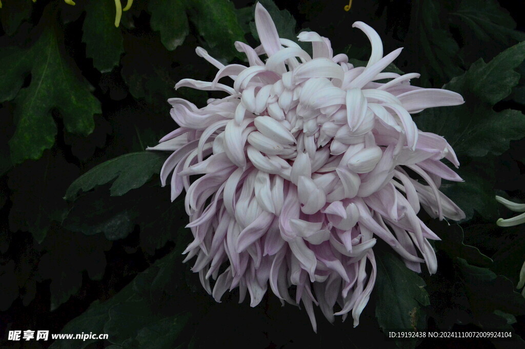 菊花  