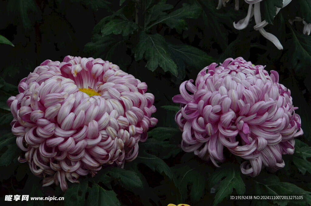 菊花 