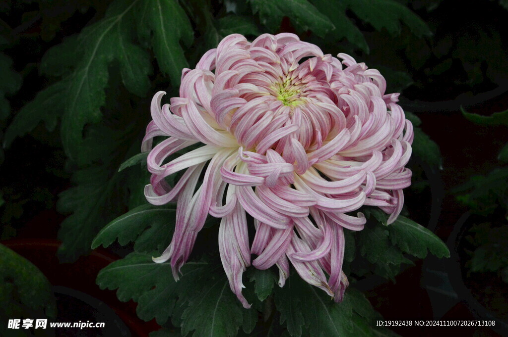 菊花  
