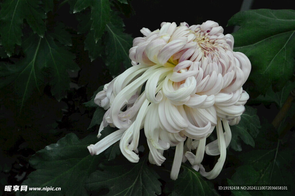 菊花  