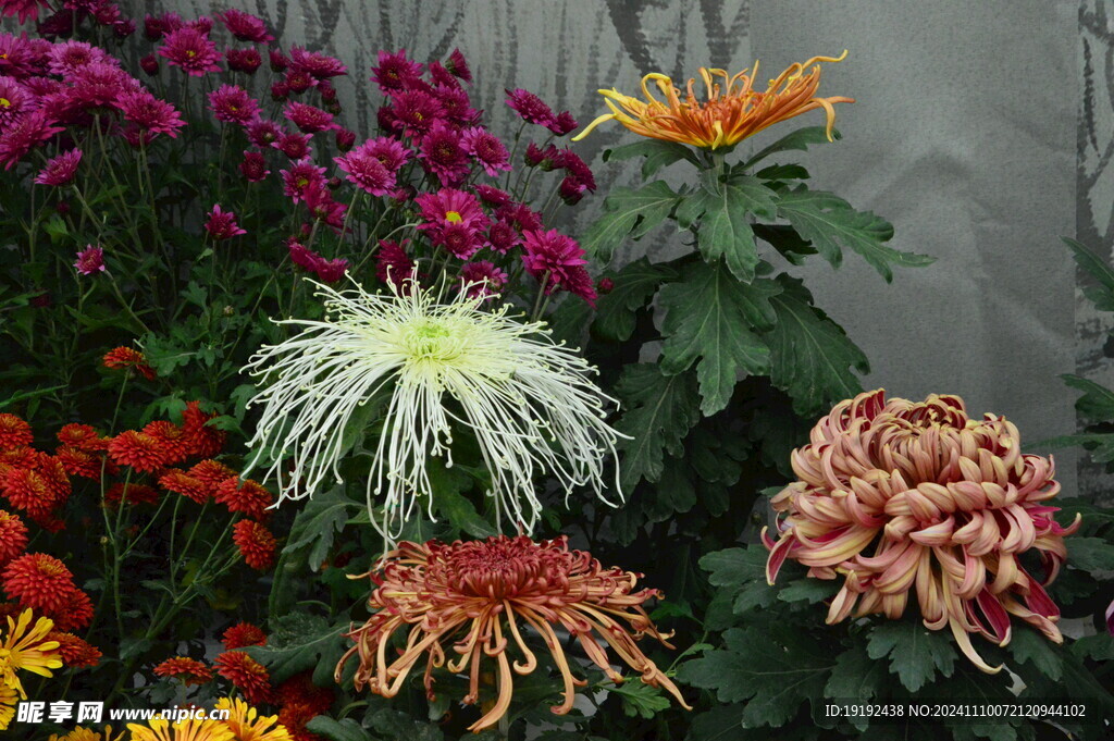菊花 