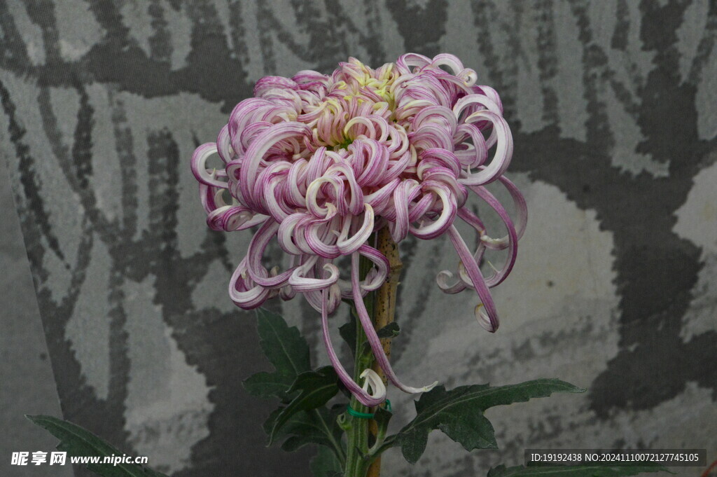 菊花  