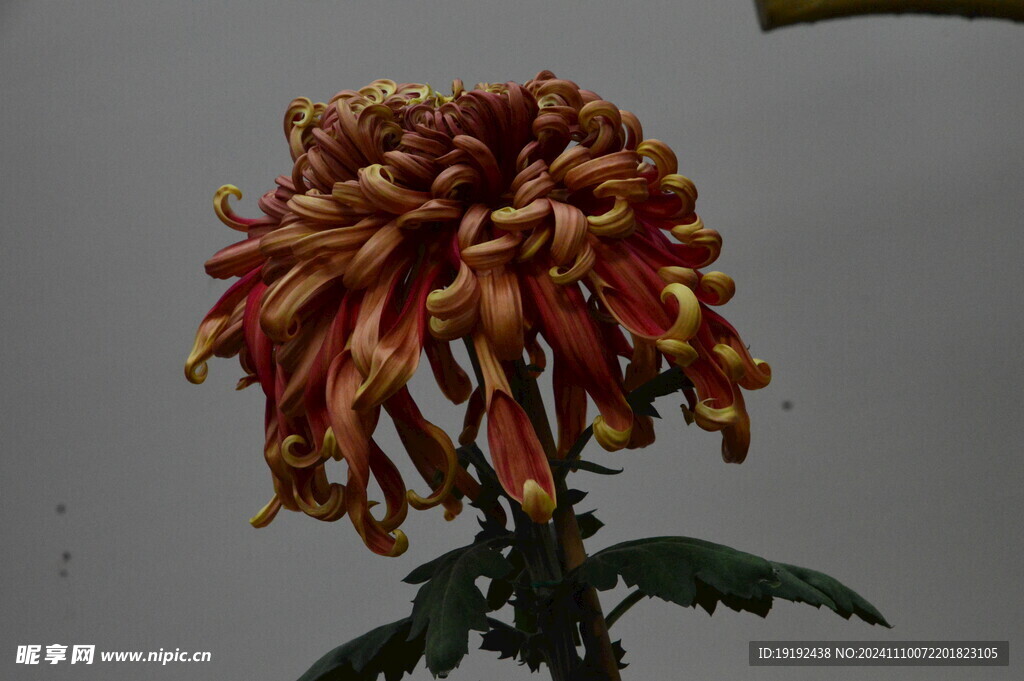 菊花  