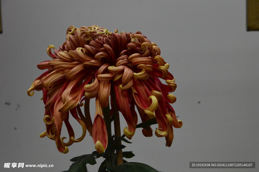 菊花  