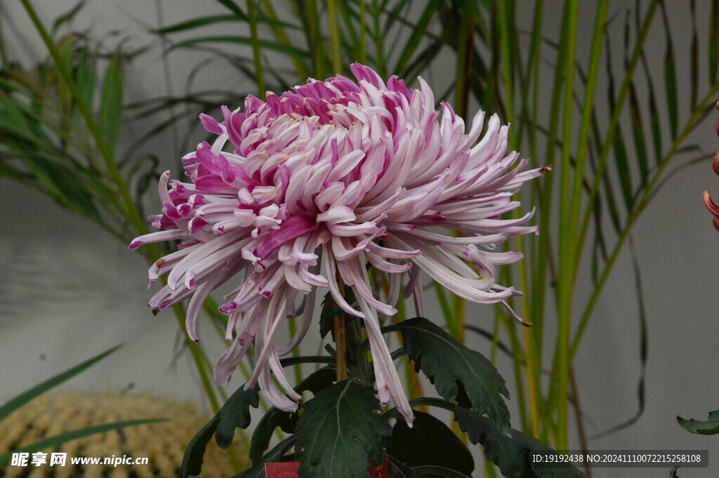 菊花  