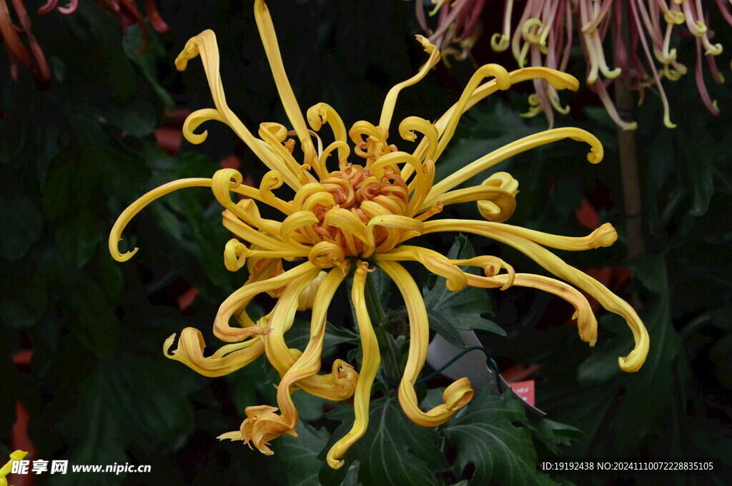 菊花  