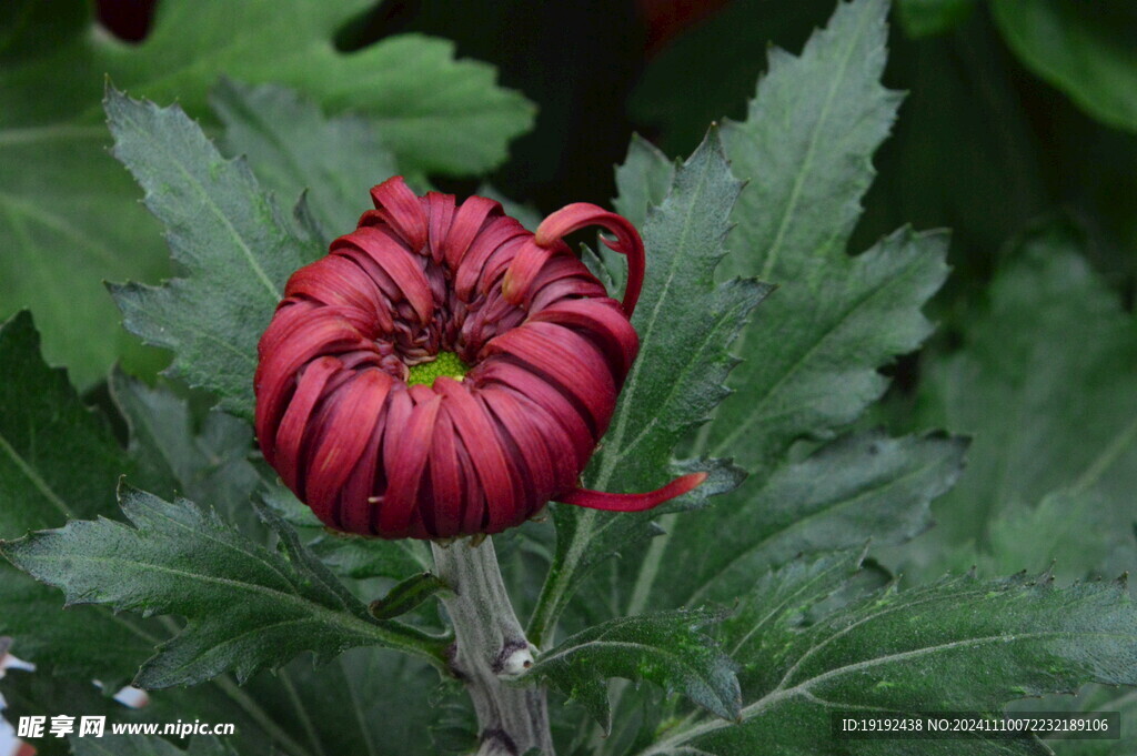 菊花 