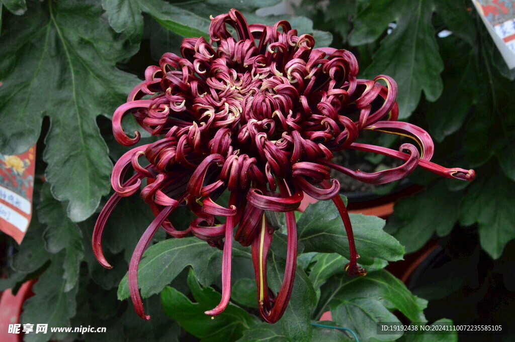 菊花  