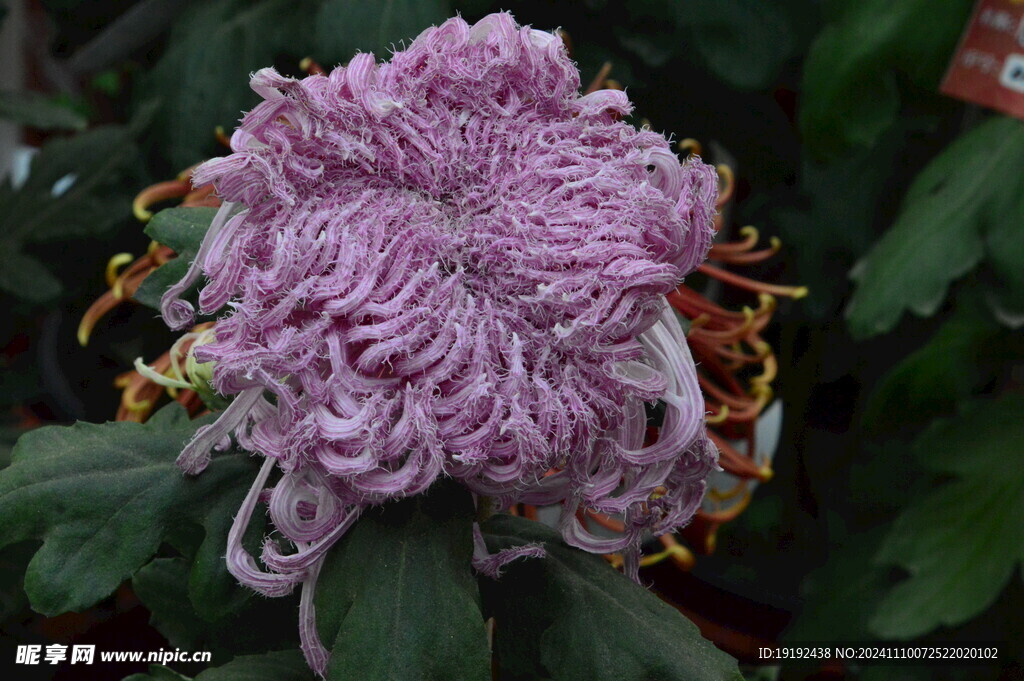 菊花 