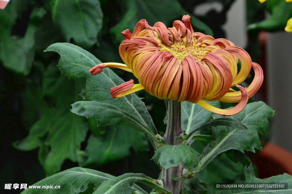 菊花 