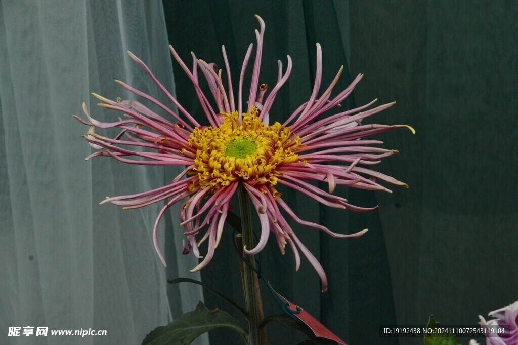 菊花 