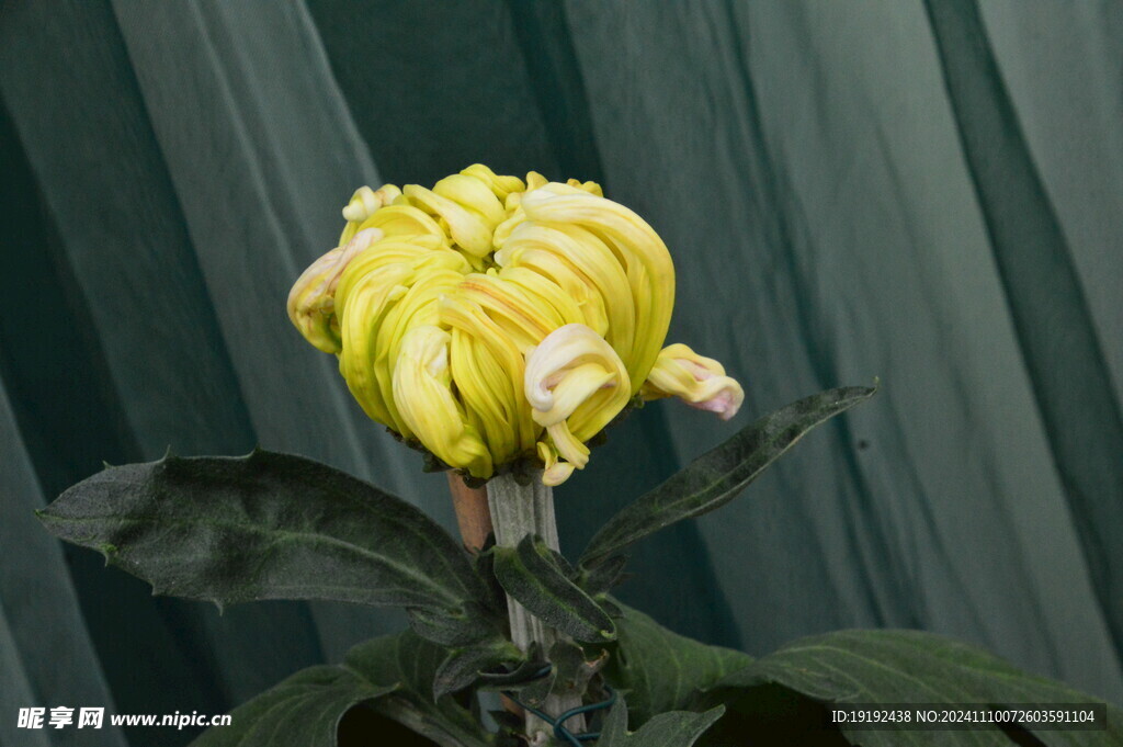 菊花 