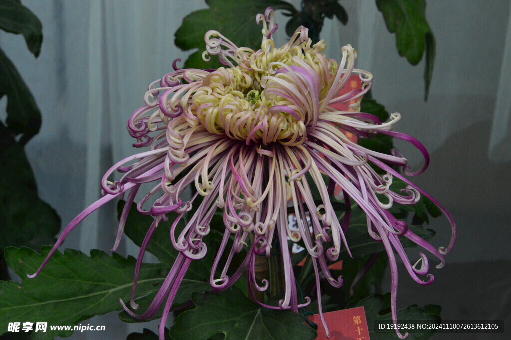 菊花  