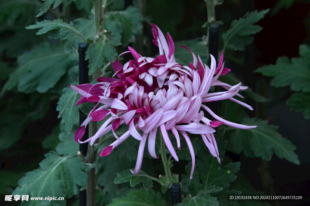 菊花 