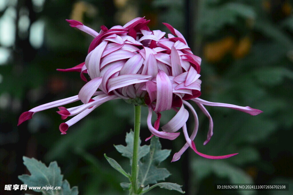 菊花 