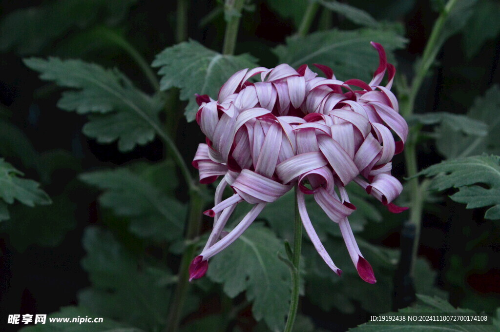 菊花  