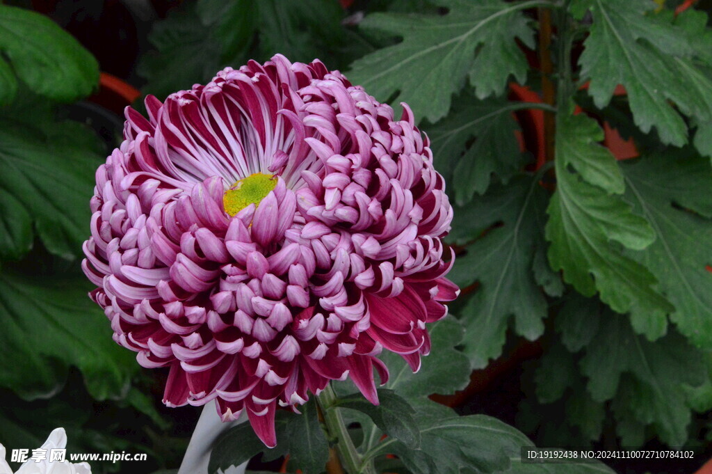 菊花 