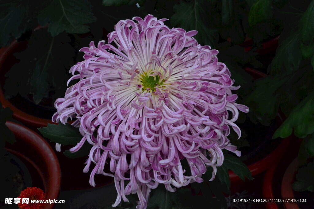 菊花 