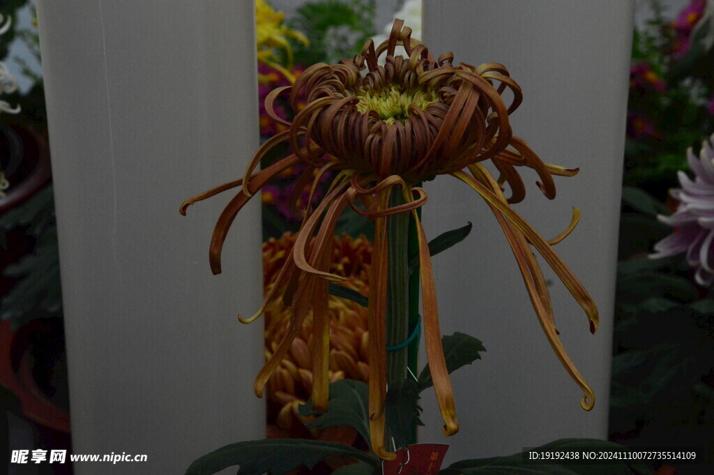 菊花  