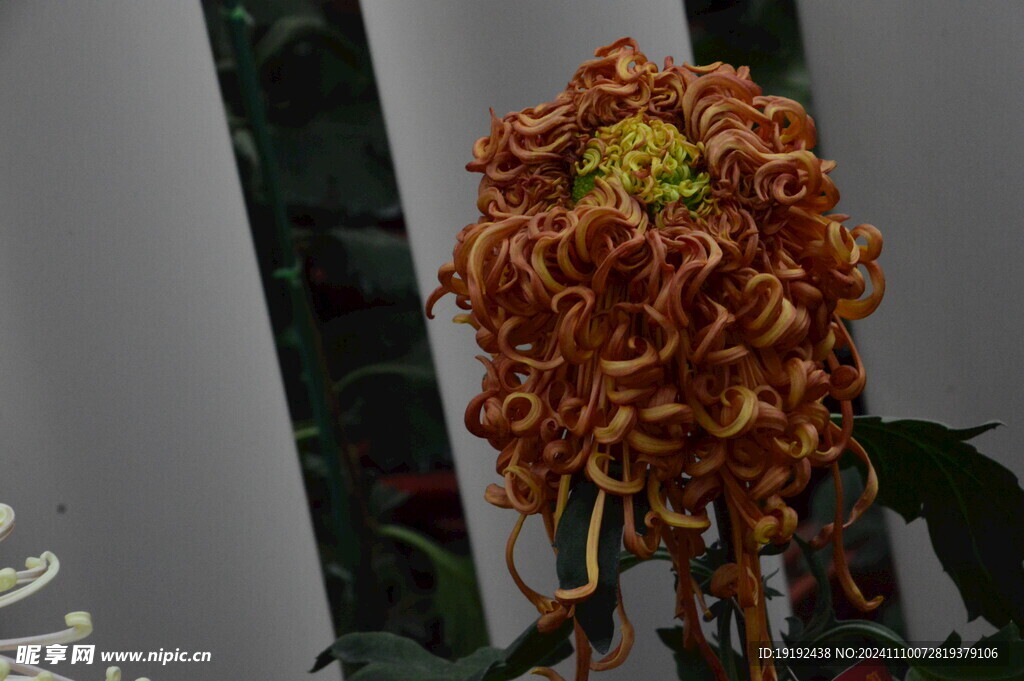 菊花 