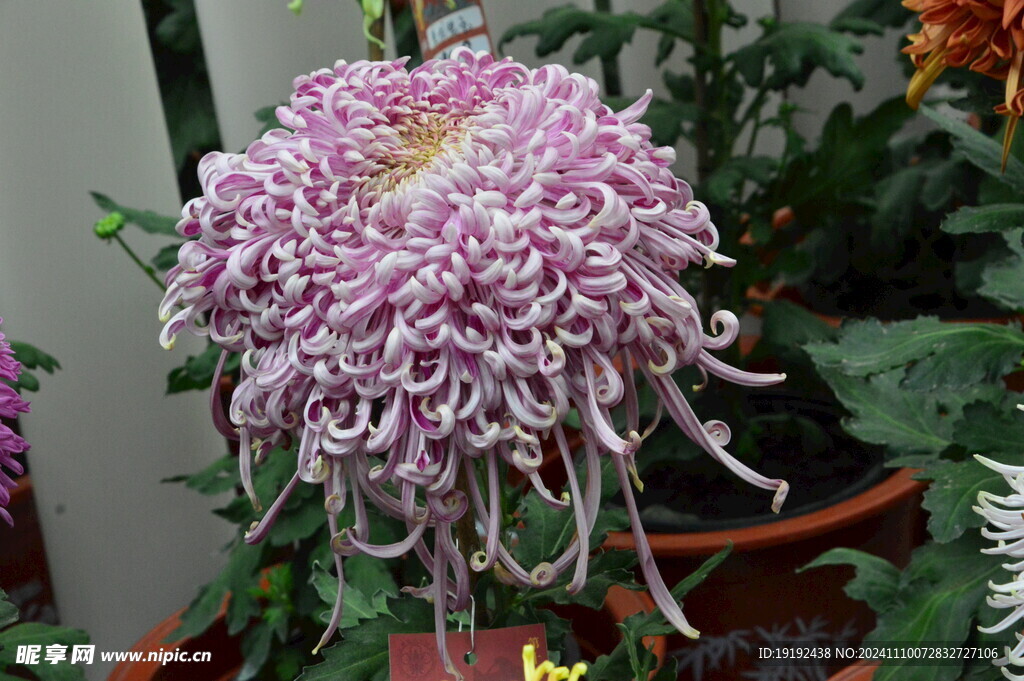 菊花 