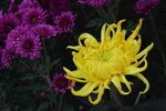 菊花  