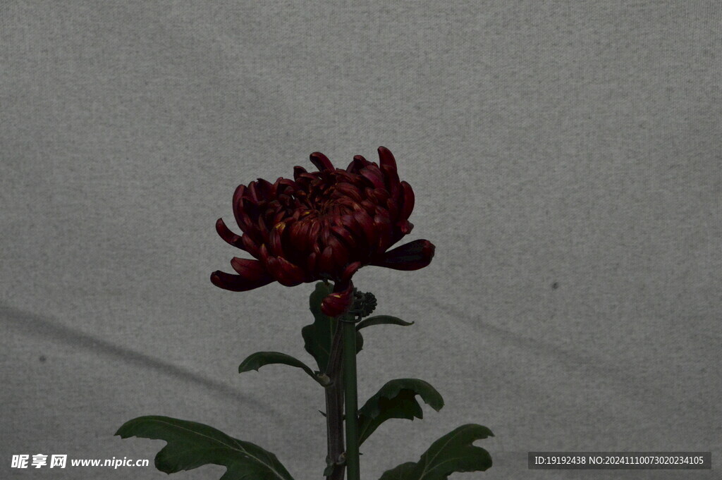 菊花  
