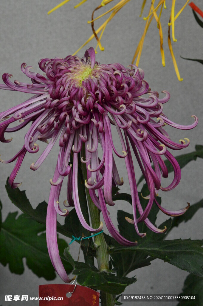 菊花 