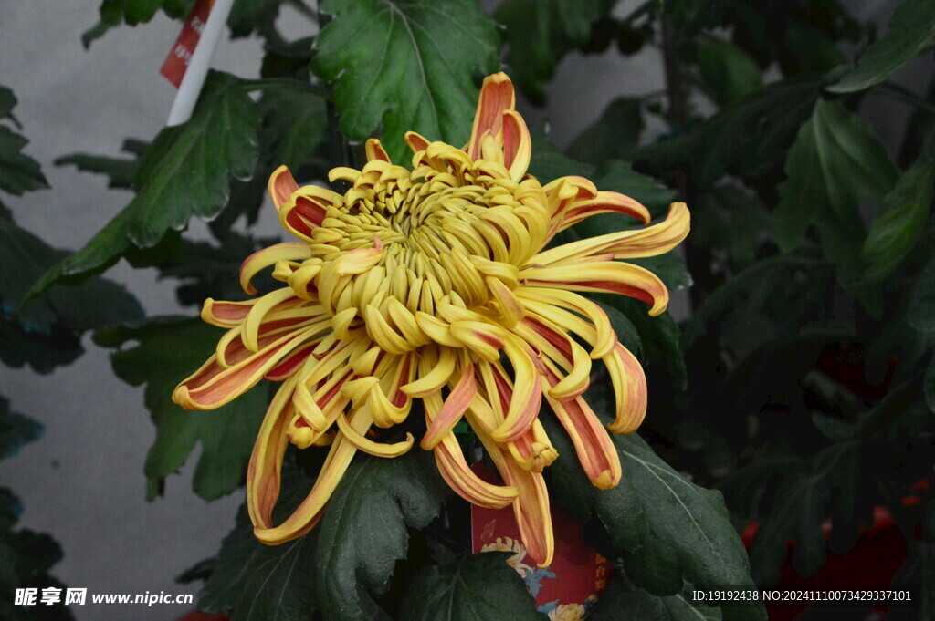 菊花 