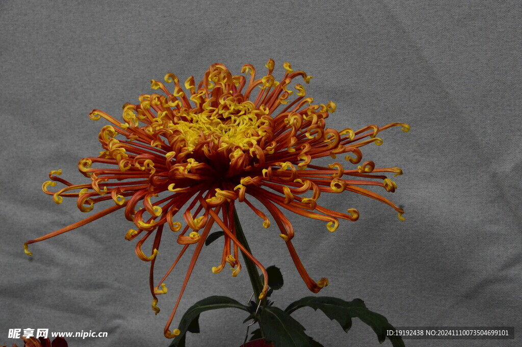 菊花 
