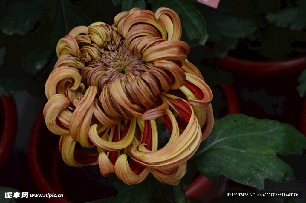 菊花  
