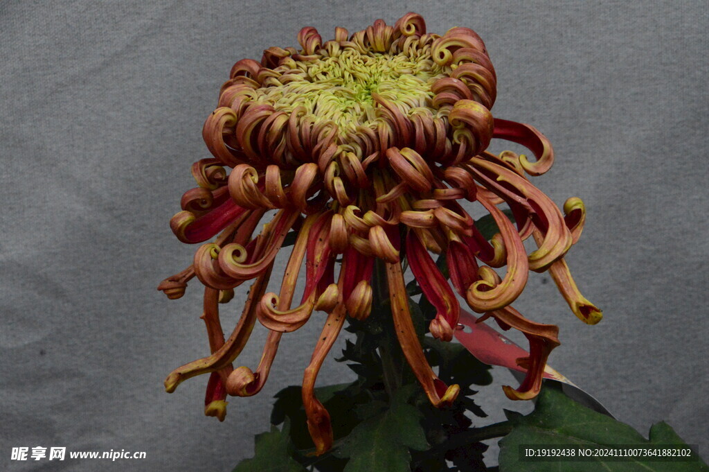 菊花 