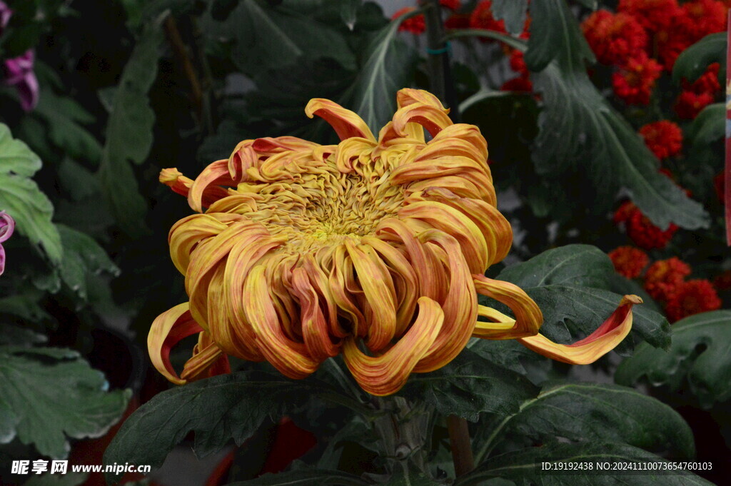 菊花  