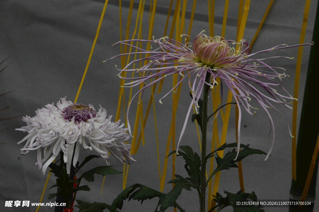 菊花 