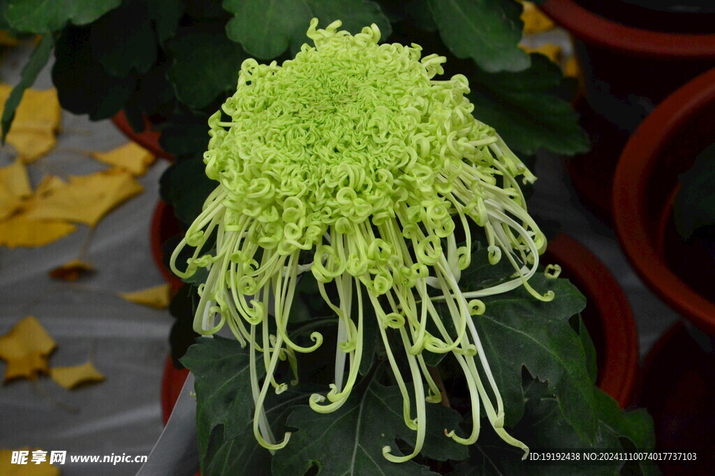 菊花  