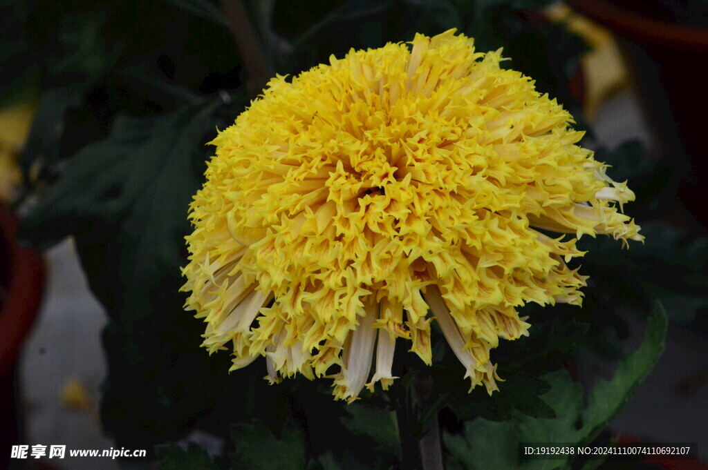 菊花  