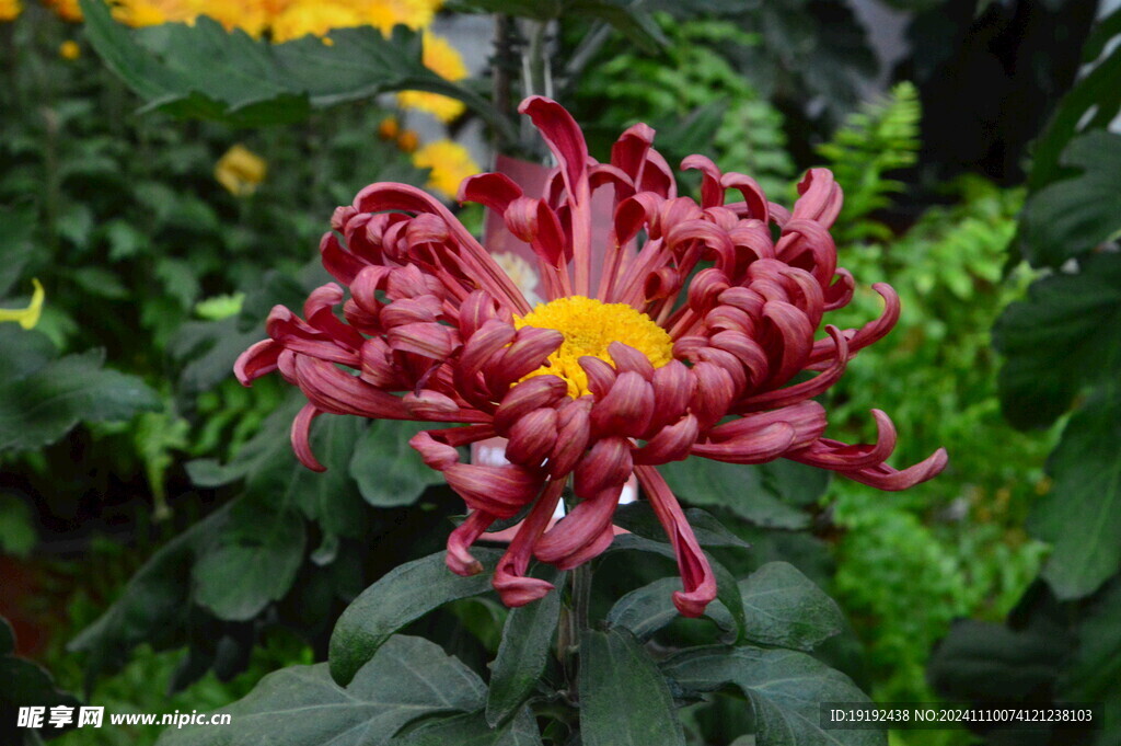菊花 