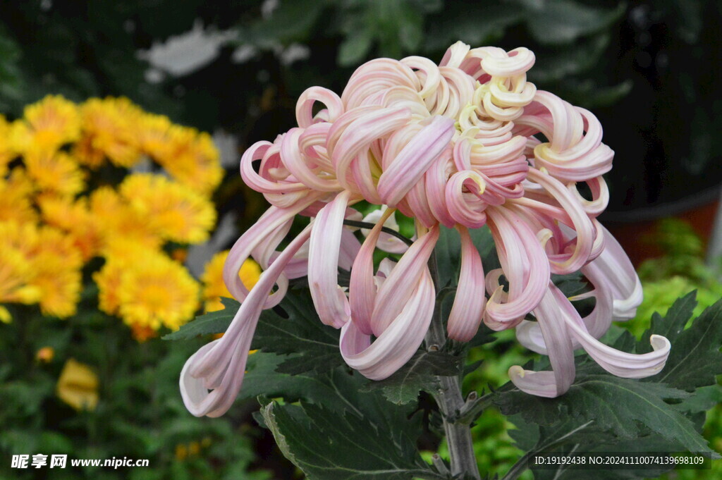 菊花  